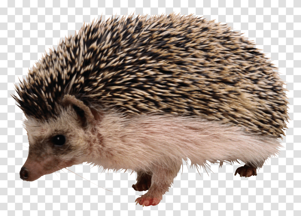 Hedgehog, Animals, Mammal, Bird, Rat Transparent Png