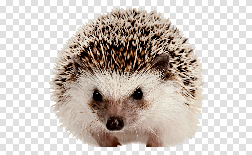 Hedgehog, Animals, Mammal, Bird, Rat Transparent Png