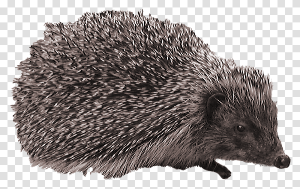 Hedgehog, Animals, Mammal, Bird, Rug Transparent Png