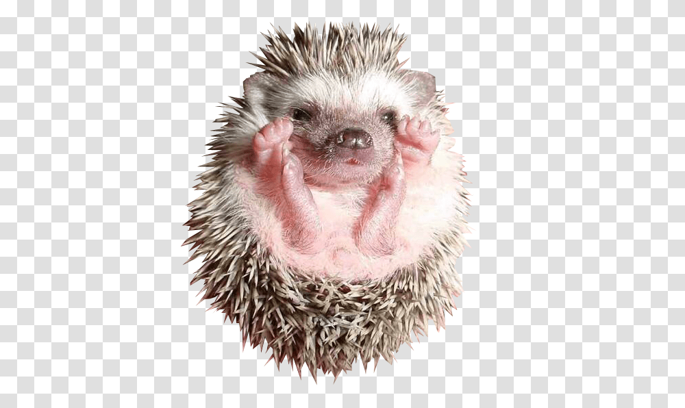 Hedgehog, Animals, Mammal, Chicken, Poultry Transparent Png