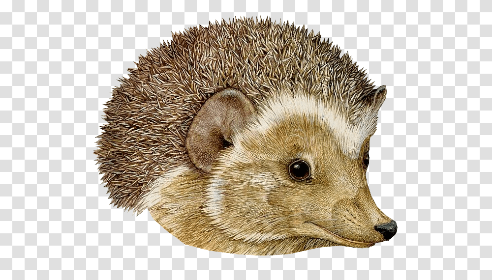 Hedgehog, Animals, Mammal, Pig, Bird Transparent Png