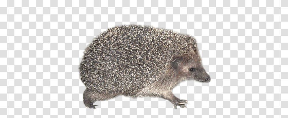 Hedgehog, Animals, Mammal, Porcupine, Rodent Transparent Png