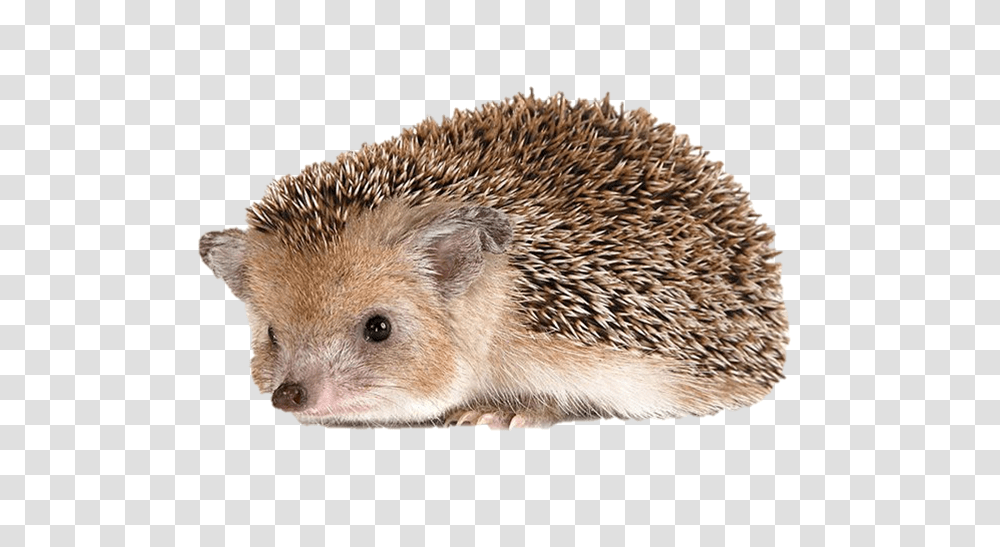 Hedgehog, Animals, Mammal, Porcupine, Rodent Transparent Png