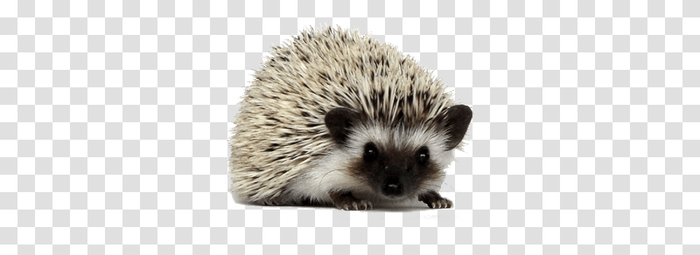 Hedgehog, Animals, Mammal, Rat, Rodent Transparent Png