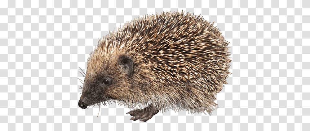 Hedgehog, Animals, Mammal, Rat, Rodent Transparent Png