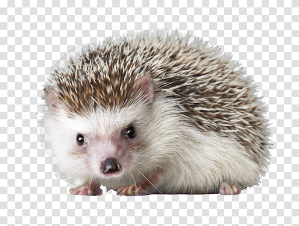 Hedgehog, Animals, Mammal, Rat, Rodent Transparent Png