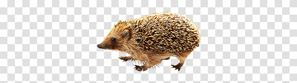 Hedgehog, Animals, Mammal, Rat, Rodent Transparent Png