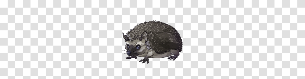 Hedgehog, Animals, Mammal, Rodent, Porcupine Transparent Png