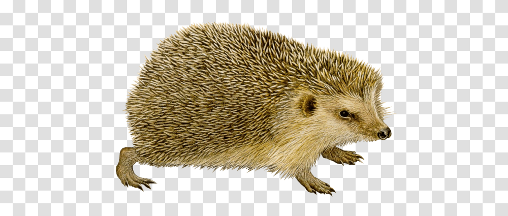 Hedgehog, Animals, Mammal, Rug, Rodent Transparent Png