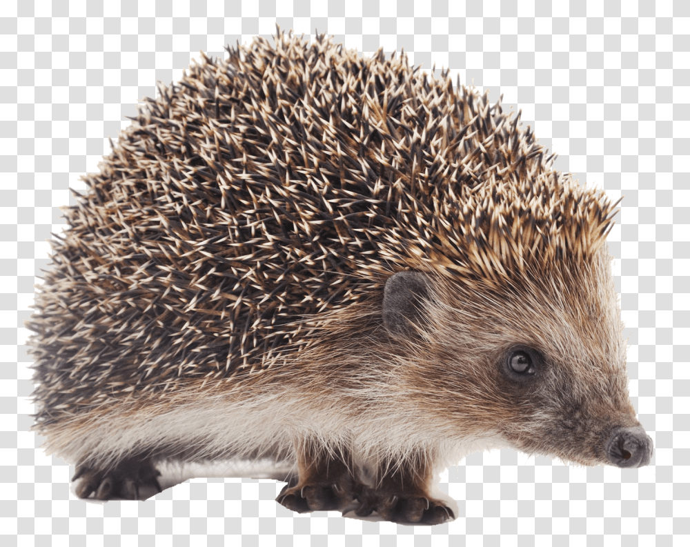Hedgehog Background Porcupine Small, Mammal, Animal, Bird, Rat Transparent Png