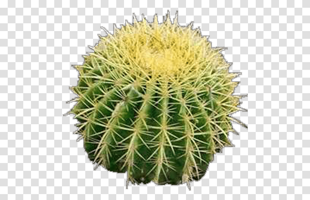 Hedgehog Cactus, Plant, Green Transparent Png