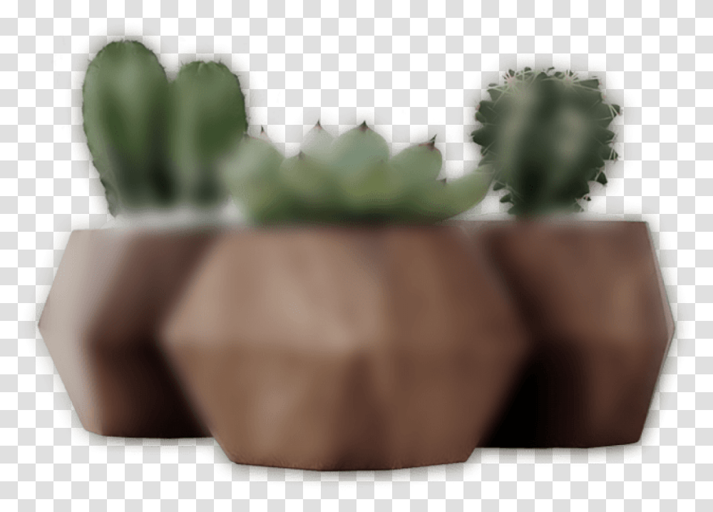 Hedgehog Cactus, Plant, Person, Pottery, Green Transparent Png