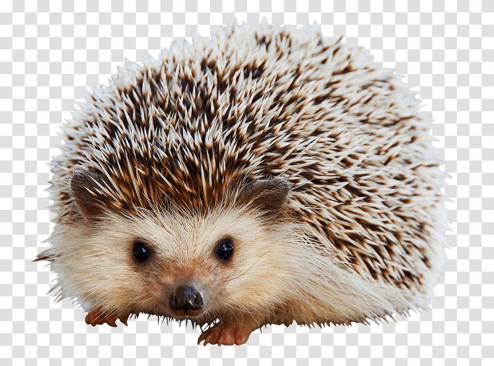 Hedgehog Clipart Cute Animal Mammals Covered With Quills, Bird, Rat, Rodent, Porcupine Transparent Png