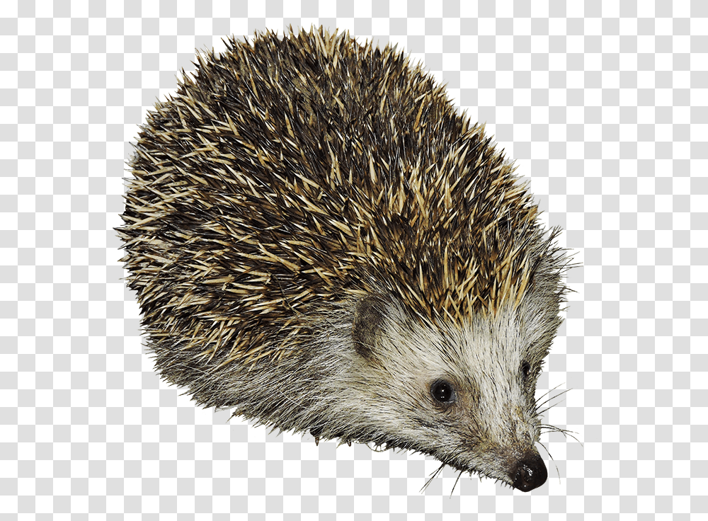 Hedgehog Clipart Hedgehogs Clipart, Mammal, Animal, Bird, Rat Transparent Png