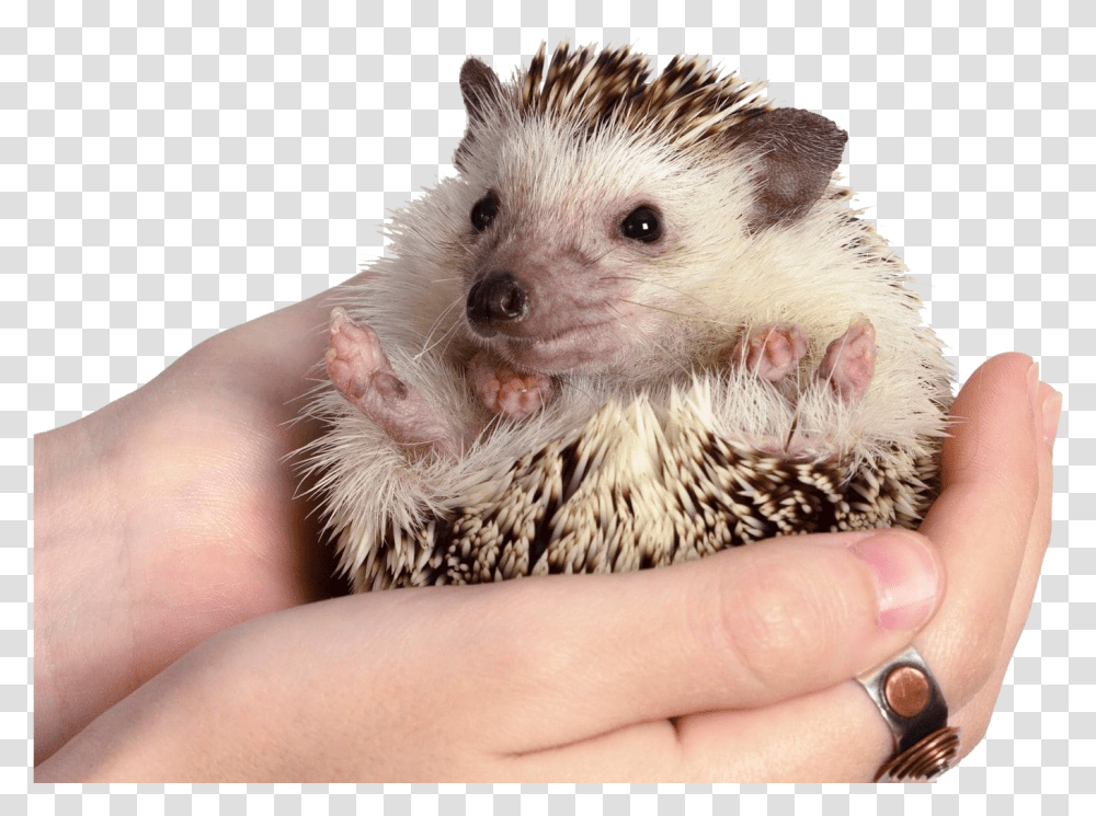 Hedgehog Clipart Long Do Hedgehogs Live, Mammal, Animal, Person, Human Transparent Png