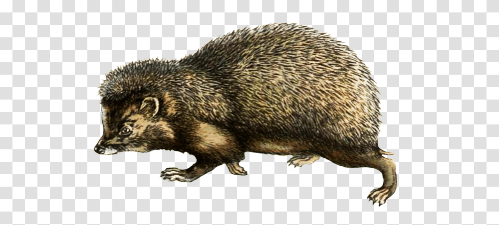 Hedgehog Clipart Punxsutawney Phil, Animal, Mammal, Rat, Rodent Transparent Png