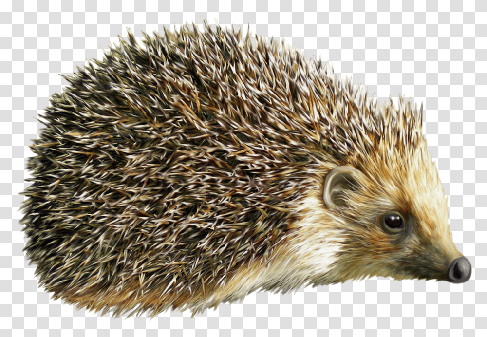 Hedgehog Ezh Na Prozrachnom Fone, Bird, Animal, Mammal, Porcupine Transparent Png