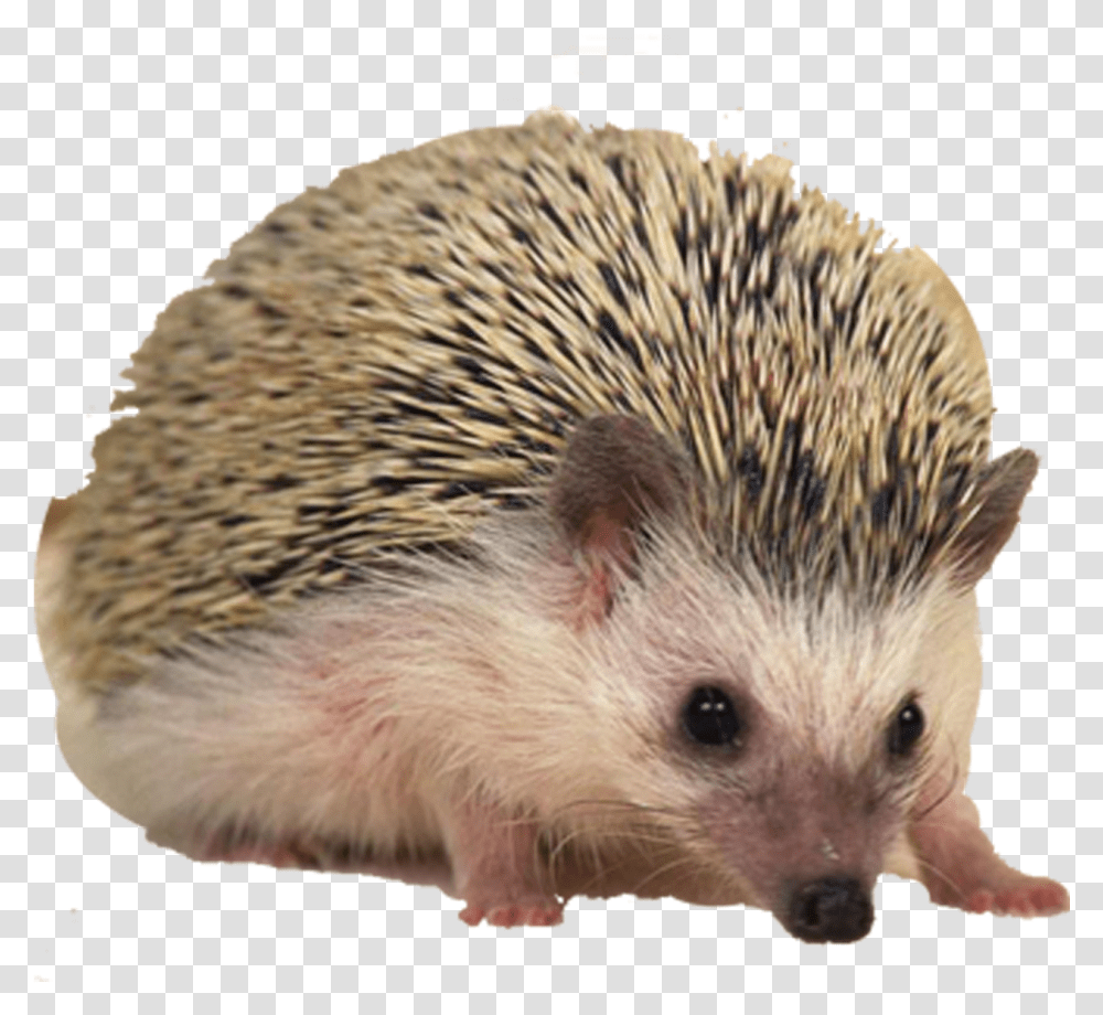 Hedgehog Free Download Porcupine Pet, Mammal, Animal, Rat, Rodent Transparent Png