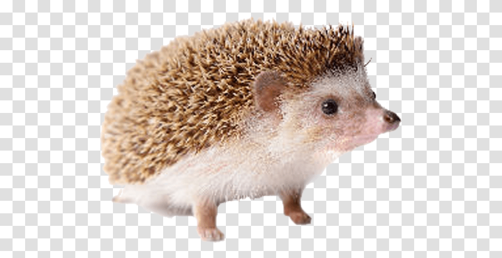 Hedgehog Free Image Hedgehog, Mammal, Animal, Rodent, Fungus Transparent Png