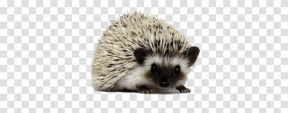 Hedgehog Hedgehog, Mammal, Animal, Rat, Rodent Transparent Png