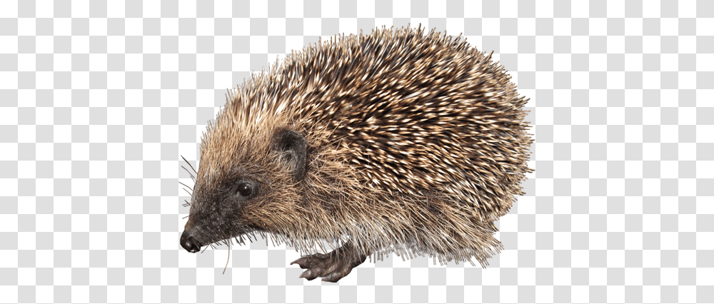 Hedgehog Hedgehog, Mammal, Animal, Rat, Rodent Transparent Png