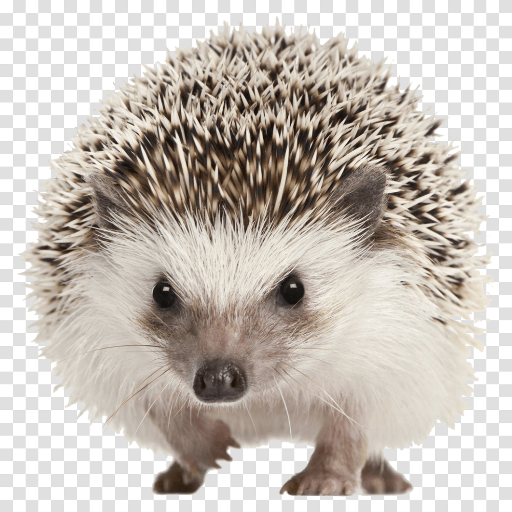 Hedgehog Image Background, Mammal, Animal, Rat, Rodent Transparent Png