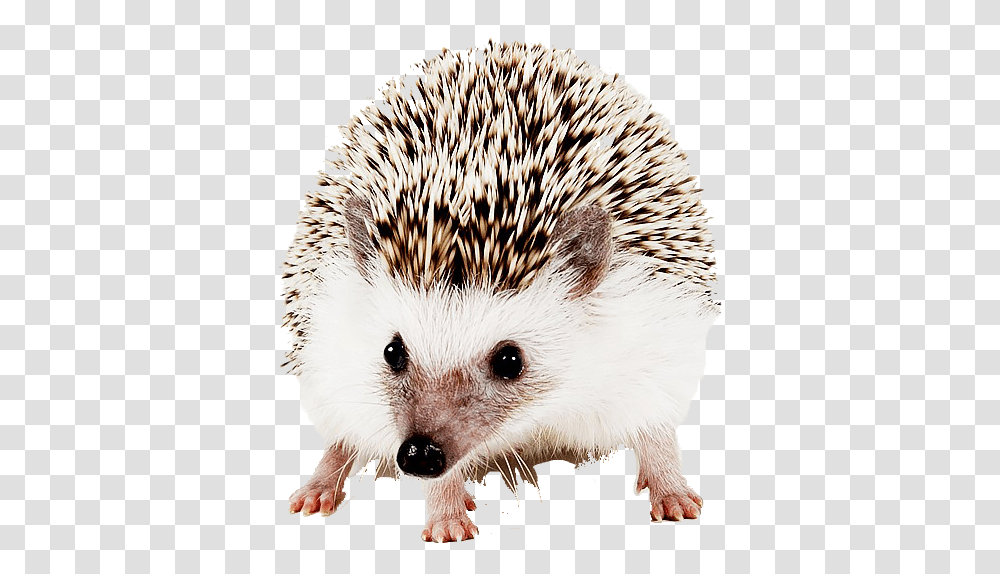 Hedgehog Image File Domesticated Hedgehog, Mammal, Animal, Bird, Rodent Transparent Png