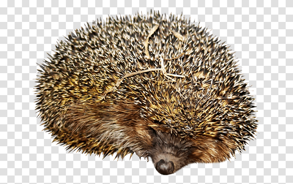 Hedgehog, Mammal, Animal, Bird, Porcupine Transparent Png