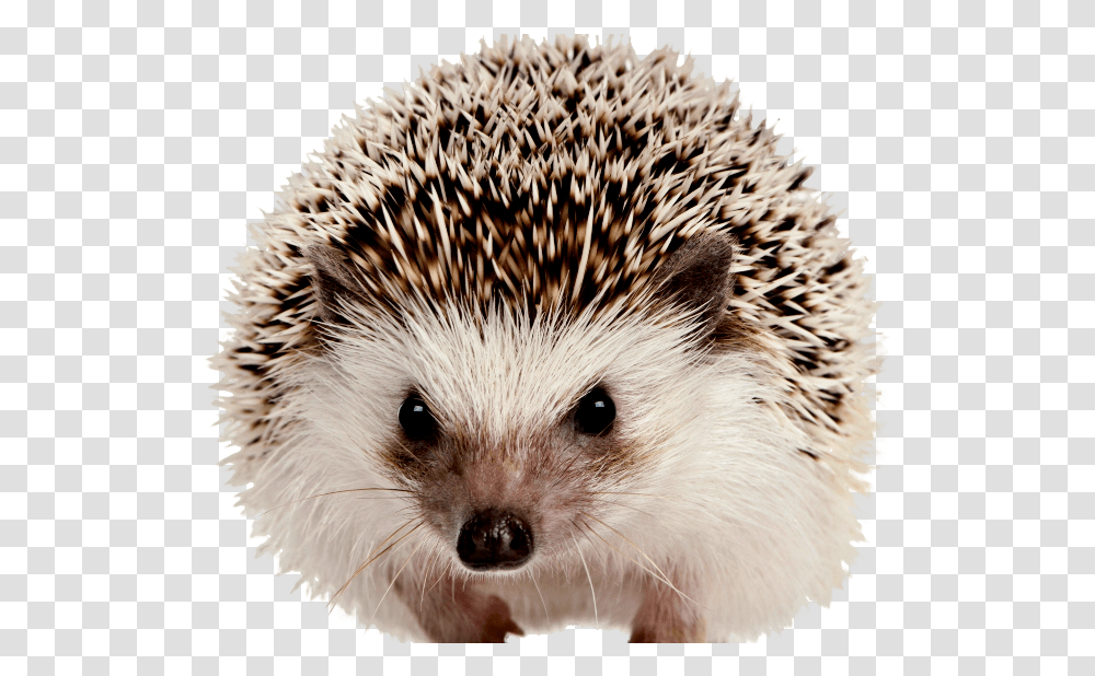 Hedgehog, Mammal, Animal, Bird, Rat Transparent Png