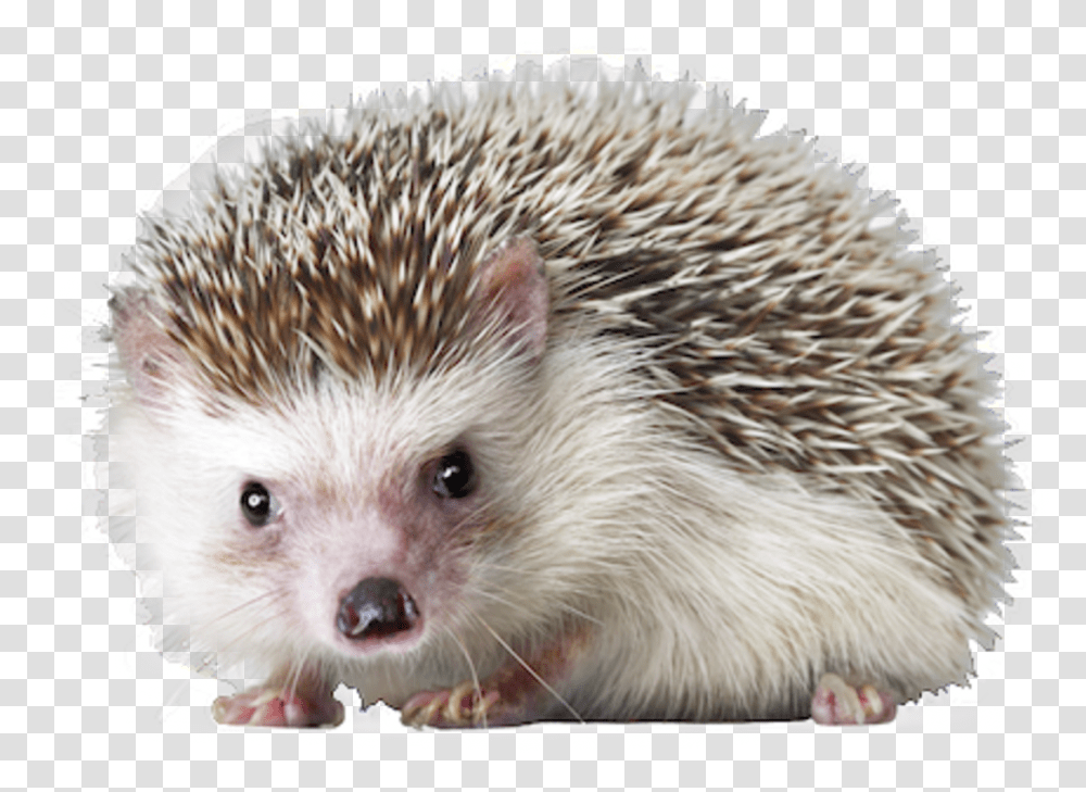 Hedgehog, Mammal, Animal, Rat, Rodent Transparent Png