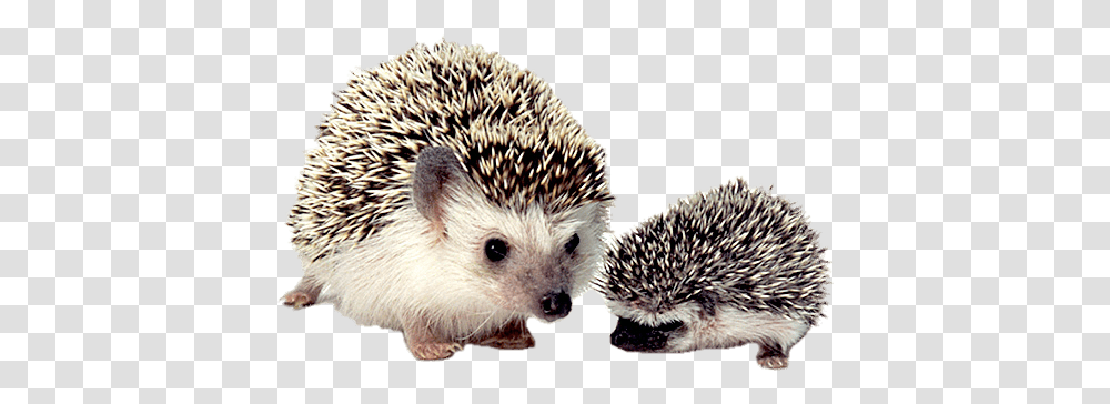Hedgehog Mother And Baby Stickpng Cute Animal On Earth, Mammal, Rat, Rodent, Porcupine Transparent Png
