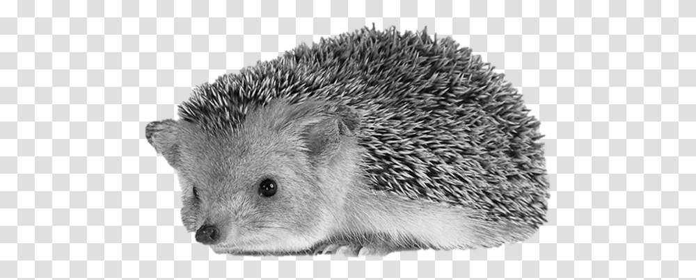 Hedgehog Percy The Park Keeper Cartoon Jingfm Hedgehog Background, Mammal, Animal, Rodent, Rug Transparent Png