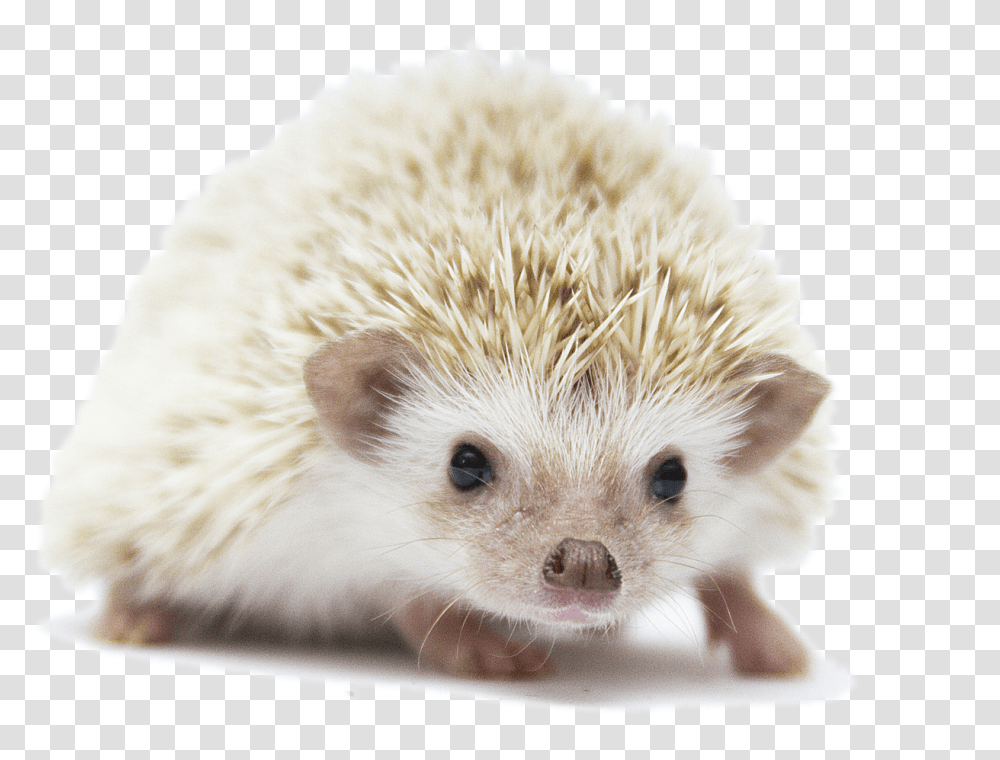 Hedgehog Photo Background, Mammal, Animal, Rat, Rodent Transparent Png