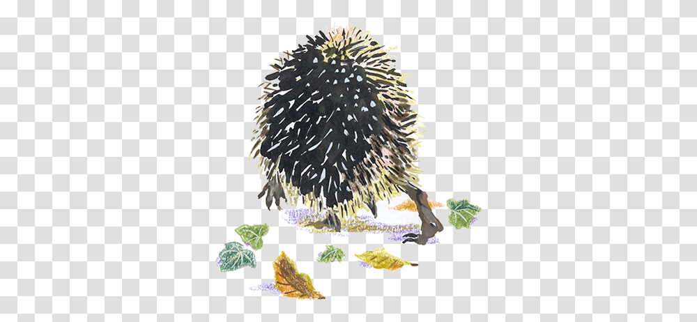 Hedgehog Porcupine, Bush, Vegetation, Plant, Animal Transparent Png
