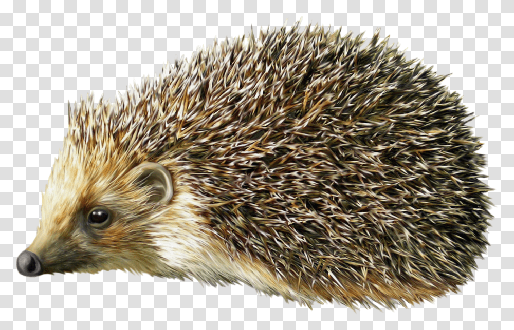 Hedgehog Porcupine, Mammal, Animal, Bird, Rug Transparent Png