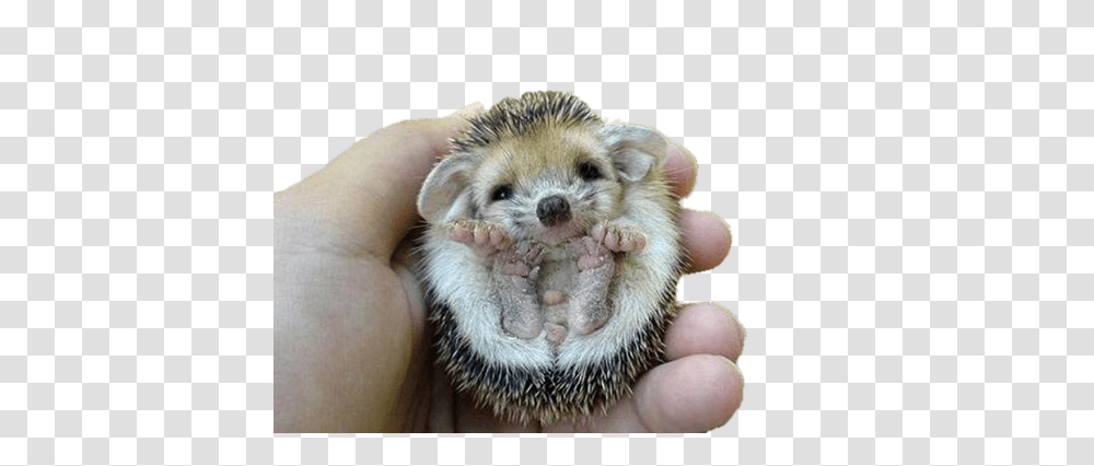 Hedgehogs Images Cute Long Beaked Echidna, Mammal, Animal, Person, Human Transparent Png