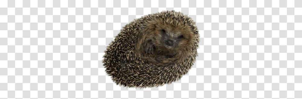 Hedgehogs Images Hedgehog Pet Rolled Up, Mammal, Animal, Rug, Porcupine Transparent Png