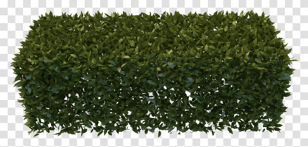 Hedges Free Download Hedge, Leaf, Plant, Paper, Rug Transparent Png