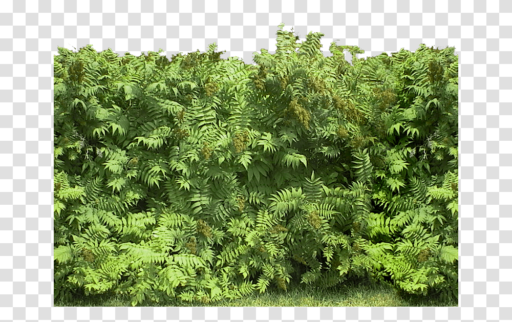 Hedges Hippos, Tree, Plant, Conifer, Moss Transparent Png