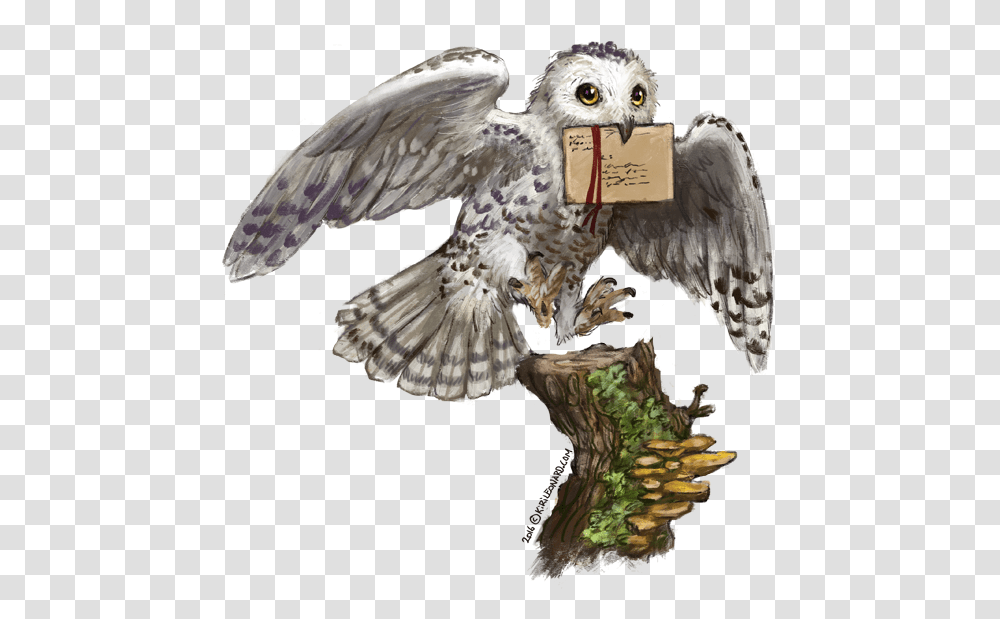 Hedwig, Bird, Animal, Owl, Kite Bird Transparent Png