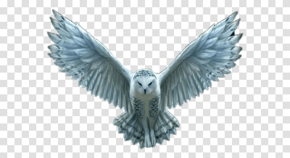 Hedwig Harry Potter Owl Flying, Bird, Animal Transparent Png