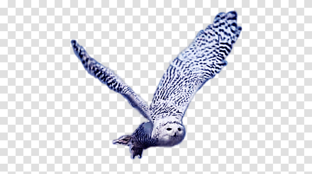 Hedwigowl Eulen Schneeeulen Meinetiere Red Shouldered Hawk, Flying, Bird, Animal, Kite Bird Transparent Png