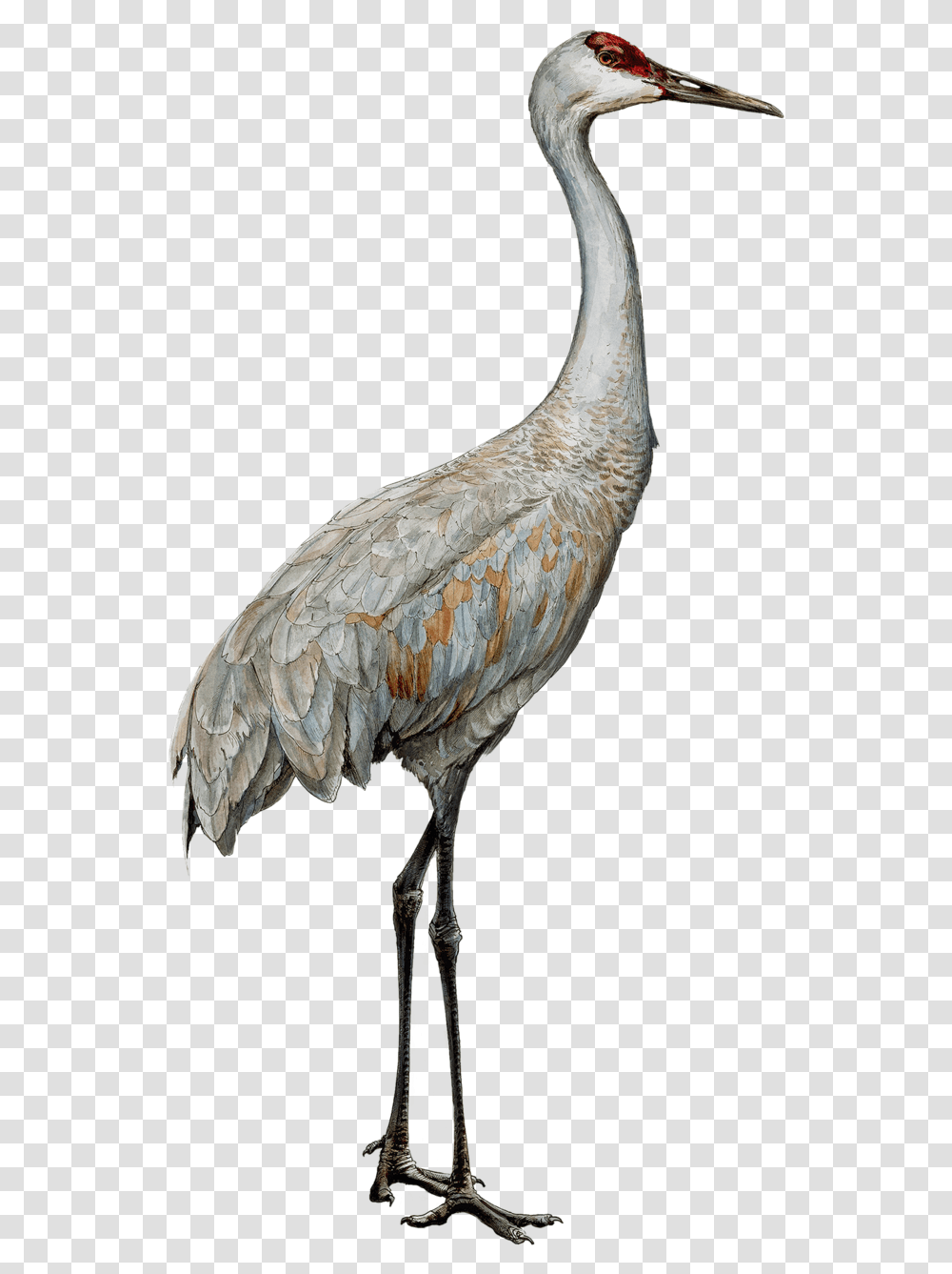 Heights Clipart Sandhill Crane Clipart, Bird, Animal, Crane Bird, Stork Transparent Png