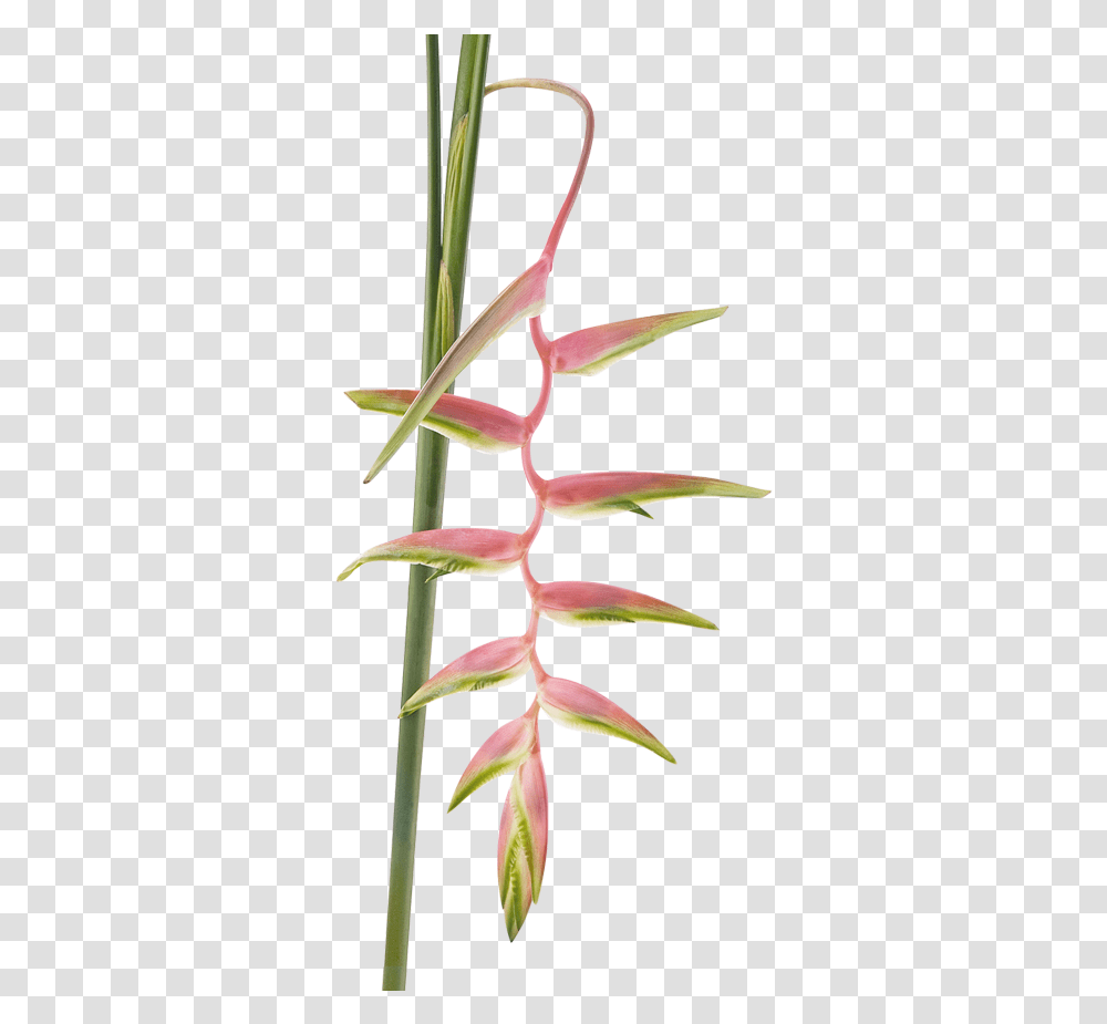 Heliconia Chartacea, Plant, Flower, Blossom, Petal Transparent Png