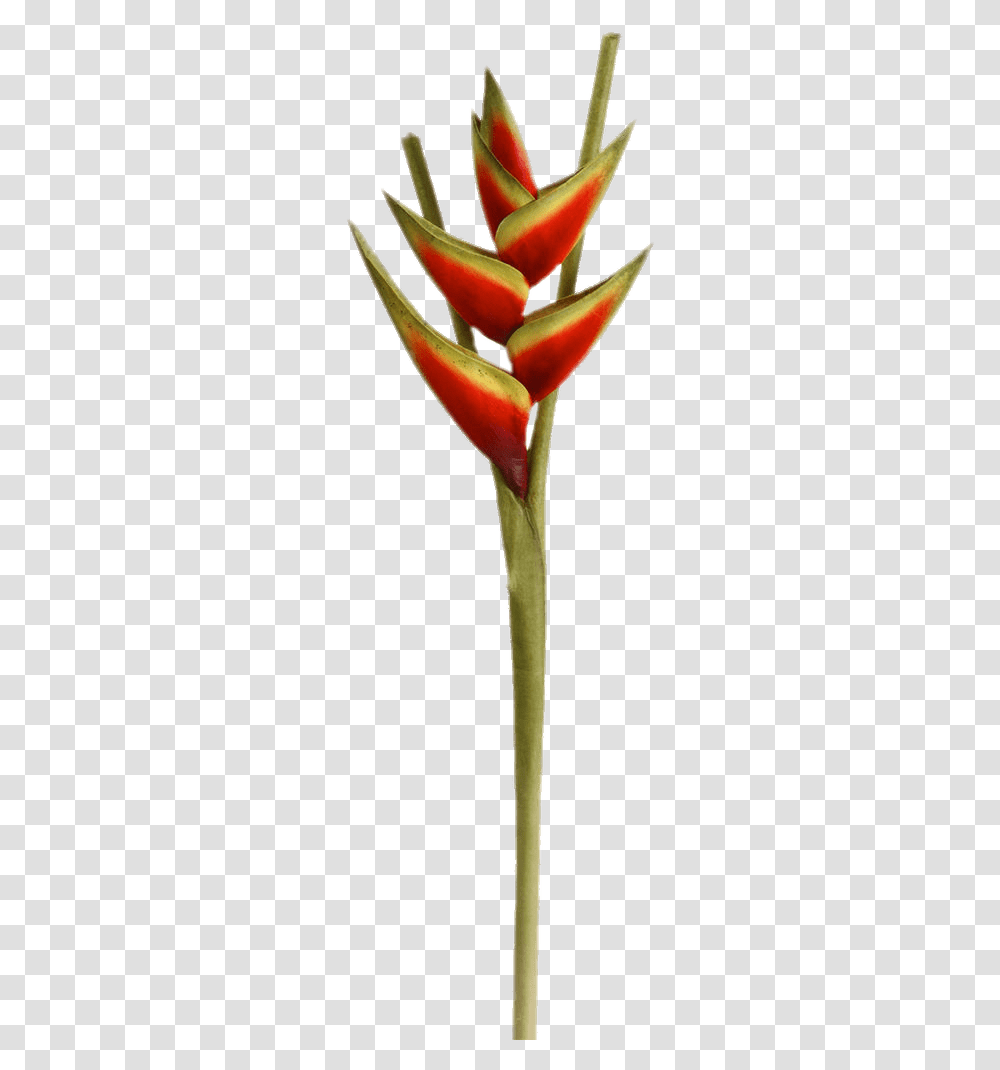 Heliconia Flower Birds Of Paradise Background, Plant, Blossom, Tulip, Anthurium Transparent Png