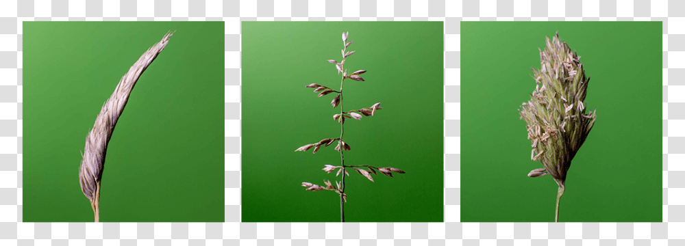 Heliconia, Grass, Plant, Bird, Lawn Transparent Png