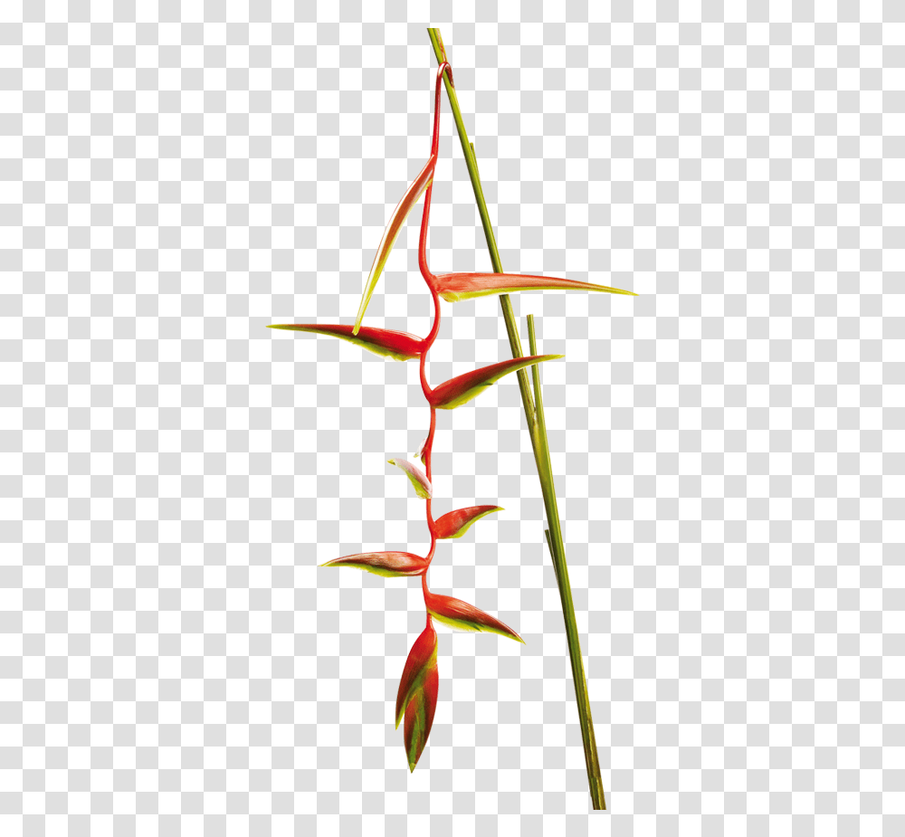 Heliconia Heliconia Sexy Scarlet, Plant, Flower, Petal, Animal Transparent Png