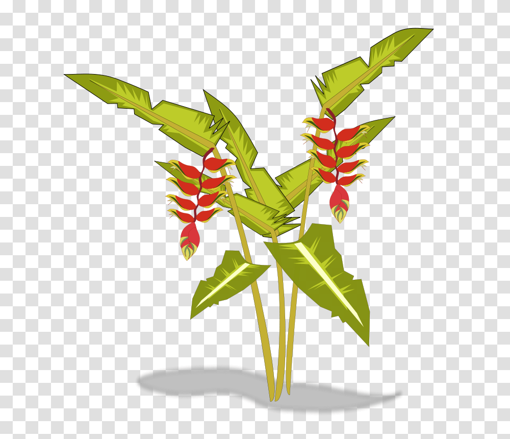 Heliconia, Nature, Plant, Flower, Vase Transparent Png