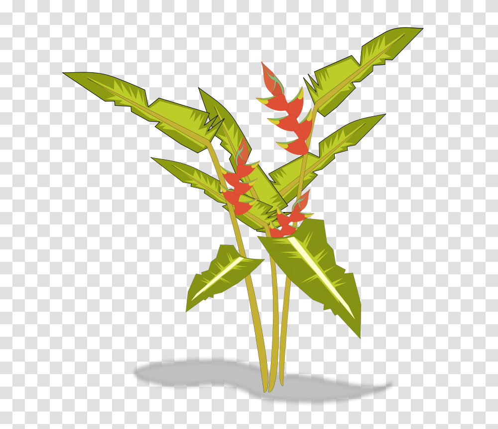 Heliconia, Nature, Plant, Leaf, Flower Transparent Png