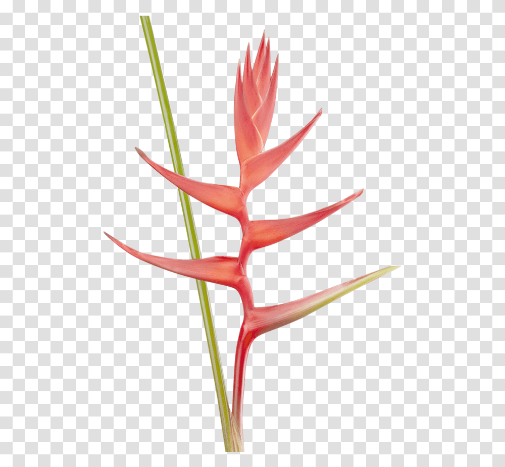 Heliconia, Plant, Flower, Blossom, Bird Transparent Png